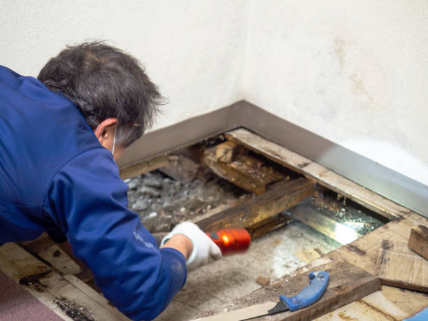 Best Attic Mold Removal  in Kewaunee, WI