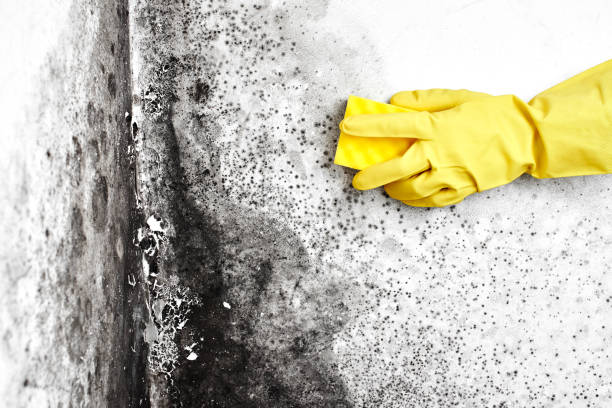 Mold Testing and Removal in Kewaunee, WI