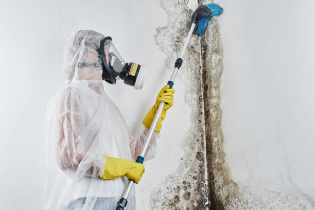 Best Certified Mold Removal  in Kewaunee, WI