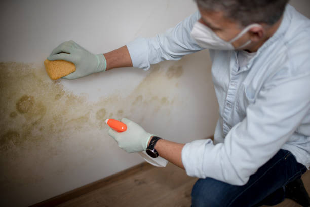 Best Mold Testing  in Kewaunee, WI