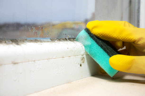 Best Fast Mold Removal  in Kewaunee, WI
