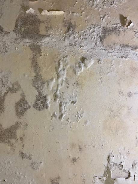 Best Mold Damage Repair  in Kewaunee, WI
