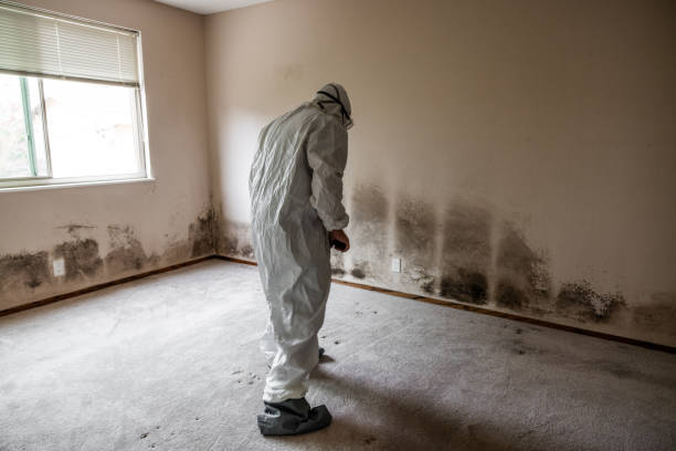 Best Fast Mold Removal  in Kewaunee, WI