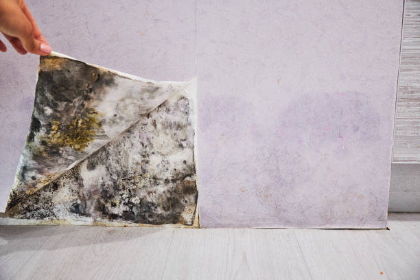 Best Commercial Mold Removal  in Kewaunee, WI